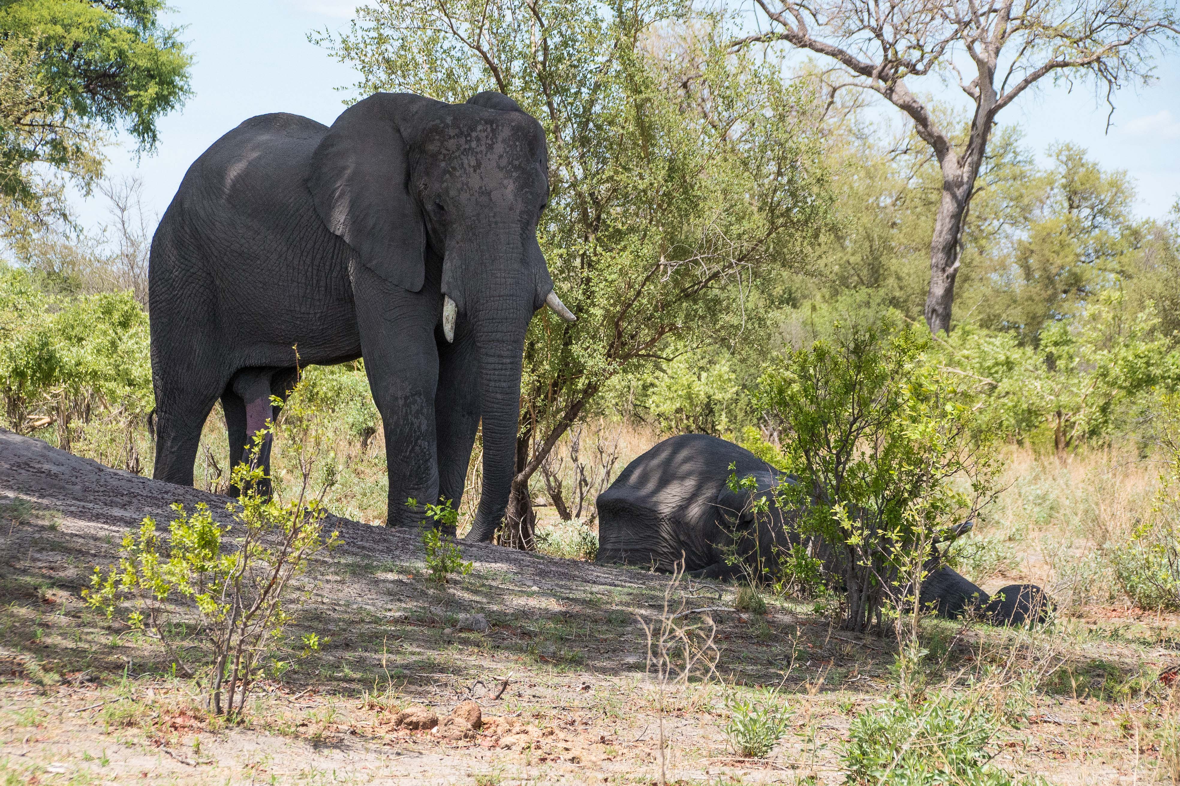 Eléphants de savane d'Afrique (African bush éléphants, Loxodonta africana), 2 adultes, dont l'un inhabituellement couché sur le flanc, Réserve de Kwando, Botswana.